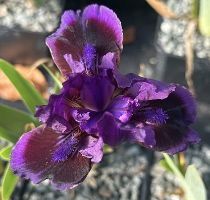 Iris 'Little Episode'